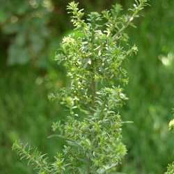 Астра новобельгийская Роял Руби купить в Нижнем Новгороде