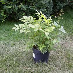 Астильба Арендса Фьюэр купить во Владимире