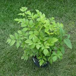 Астильба Арендса Фьюэр купить во Владимире