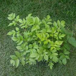 Астильба Арендса Фьюэр купить во Владимире