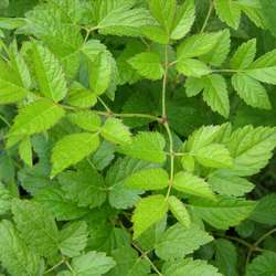 Астильба Арендса Фьюэр купить во Владимире