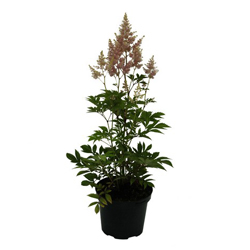 Астильба Арендса Сестра Тереза купить в Нижнем Новгороде