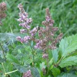 Астильба Арендса Сестра Тереза купить в Нижнем Новгороде