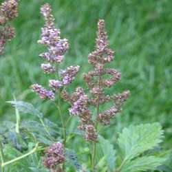 Астильба Арендса Сестра Тереза купить в Нижнем Новгороде