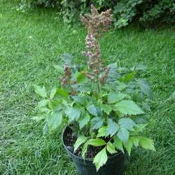 Астильба Арендса Сестра Тереза купить в Нижнем Новгороде