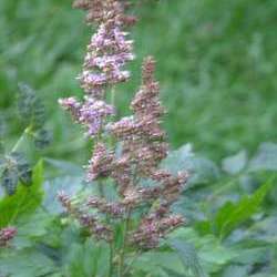 Астильба Арендса Сестра Тереза купить в Нижнем Новгороде