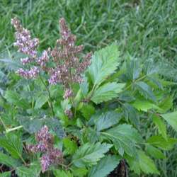 Астильба Арендса Сестра Тереза купить в Нижнем Новгороде