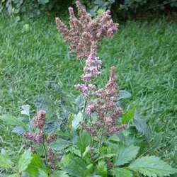 Астильба Арендса Сестра Тереза купить в Нижнем Новгороде