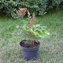 Астильба Арендса Сестра Тереза купить в Нижнем Новгороде