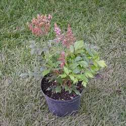 Астильба Арендса Сестра Тереза купить в Нижнем Новгороде