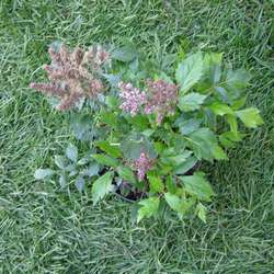 Астильба Арендса Сестра Тереза купить в Нижнем Новгороде