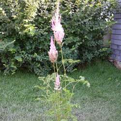 Астильба китайская Суперба купить в Нижнем Новгороде