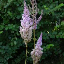 Астильба китайская Суперба купить в Нижнем Новгороде