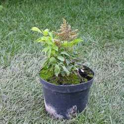 Астильба гибридная Шугаберри купить в Нижнем Новгороде