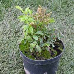 Астильба гибридная Шугаберри купить в Нижнем Новгороде