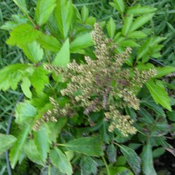 Астильба гибридная Шугаберри купить в Нижнем Новгороде