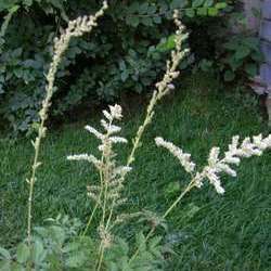 Астильба японская Дойчленд купить во Владимире