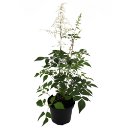 Астильба японская Дойчленд купить во Владимире