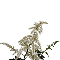 Астильба японская Дойчленд купить во Владимире