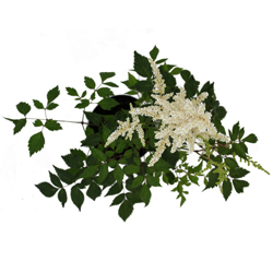 Астильба японская Дойчленд купить во Владимире