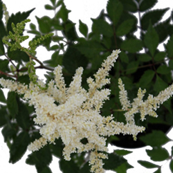 Астильба японская Дойчленд купить во Владимире