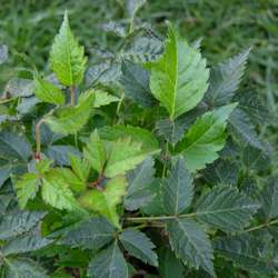 Астильба японская Дойчленд купить во Владимире