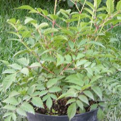 Астильба японская Дойчленд купить во Владимире