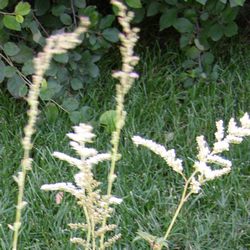 Астильба японская Дойчленд купить во Владимире