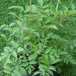 Астильба японская Дойчленд купить во Владимире