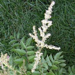 Астильба японская Дойчленд купить во Владимире