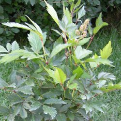 Астильба японская Пич Блоссом купить во Владимире