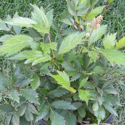 Астильба японская Пич Блоссом купить во Владимире