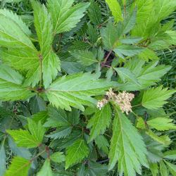 Астильба японская Пич Блоссом купить во Владимире