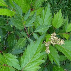 Астильба японская Пич Блоссом купить во Владимире