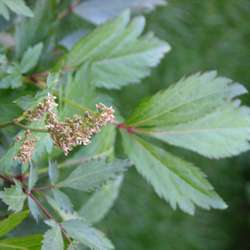 Астильба японская Пич Блоссом купить во Владимире