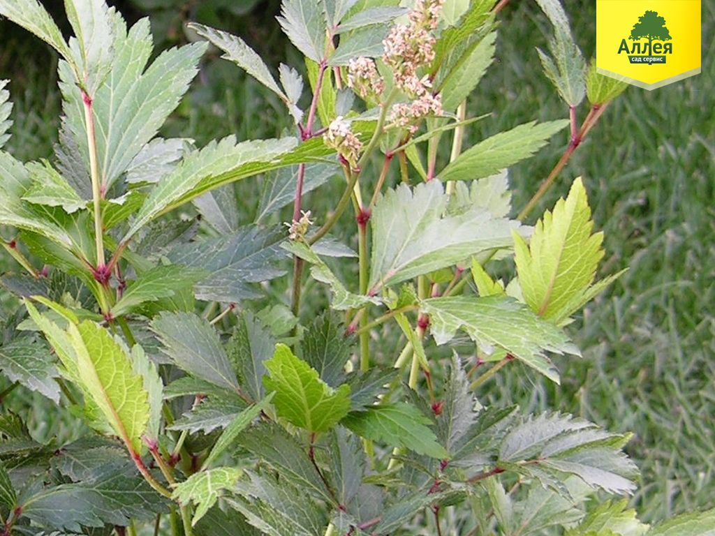 Астильба японская Пич Блоссом купить во Владимире