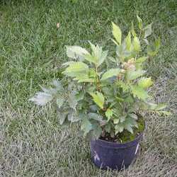 Астильба японская Пич Блоссом купить во Владимире