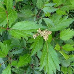 Астильба японская Пич Блоссом купить во Владимире