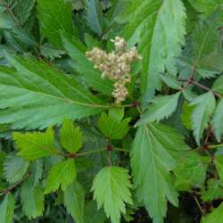 Астильба японская Пич Блоссом купить во Владимире