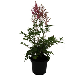 Астильба японская Рейнленд купить в Нижнем Новгороде