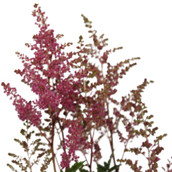 Астильба японская Рейнленд купить в Нижнем Новгороде