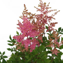 Астильба японская Рейнленд купить в Нижнем Новгороде