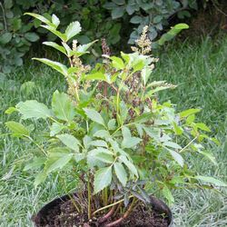 Астильба Юник Силвер Пинк купить во Владимире