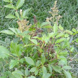 Астильба Юник Силвер Пинк купить во Владимире