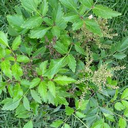 Астильба Юник Силвер Пинк купить во Владимире