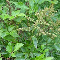 Астильба Юник Силвер Пинк купить во Владимире