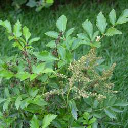 Астильба Юник Силвер Пинк купить во Владимире