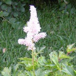 Астильба Юник Силвер Пинк купить во Владимире