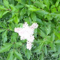 Астильба Юник Силвер Пинк купить во Владимире