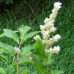 Астильба Юник Силвер Пинк купить во Владимире